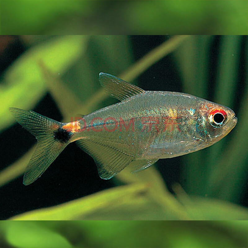 热带鱼观赏鱼活体红绿灯鱼小型灯科鱼宠物淡水鱼活体 球形头尾灯鱼8条