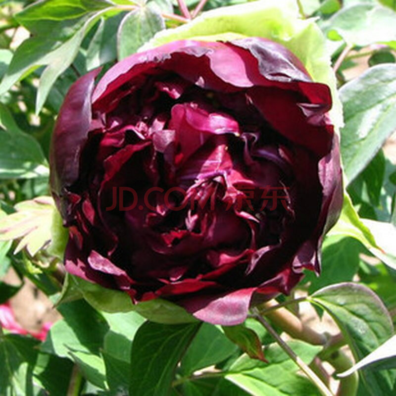 庭院绿化苗木花种子 牡丹花种子 阳台 盆栽花卉种子10粒 烟笼紫10粒