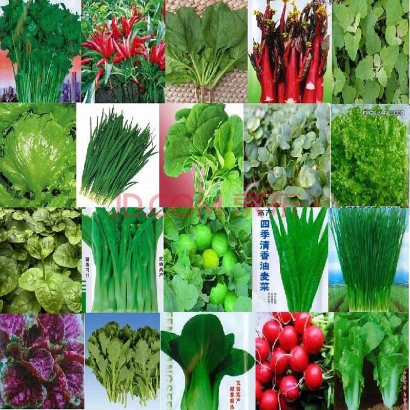 12种四季易播阳台庭院蔬菜种子 青菜花蔬果种子 菠菜50粒