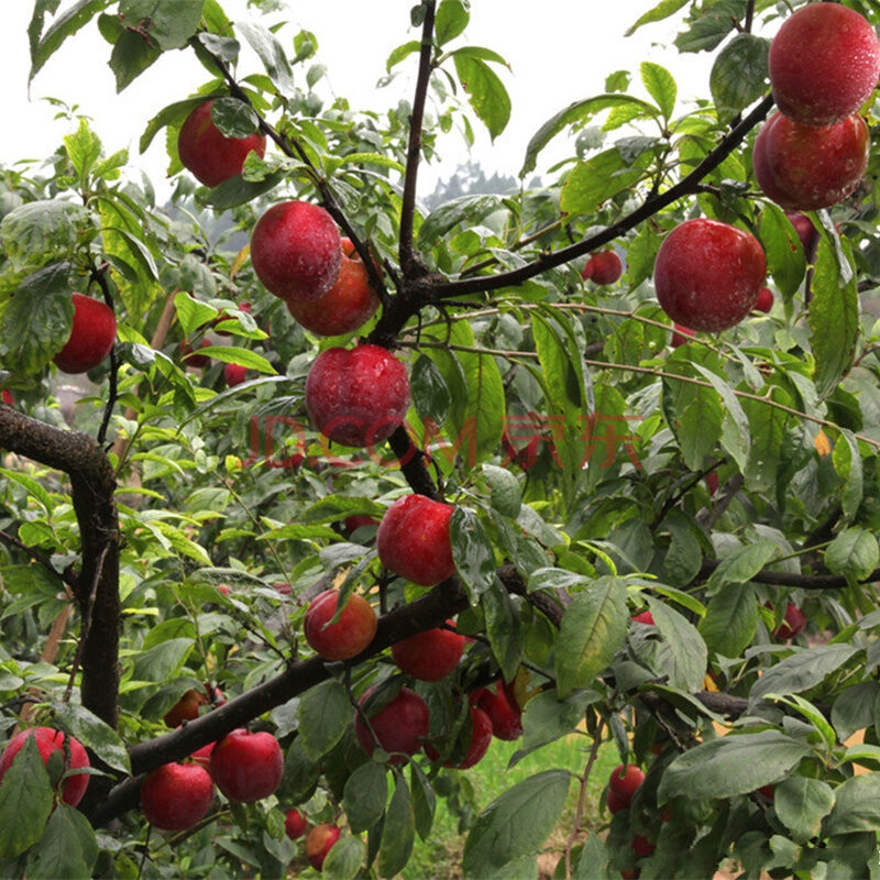 【自营】玉棠白砂糖(袋装 1000g)