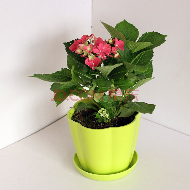 春曲 绣球花 绿色花盆 绣球花 含南瓜盆