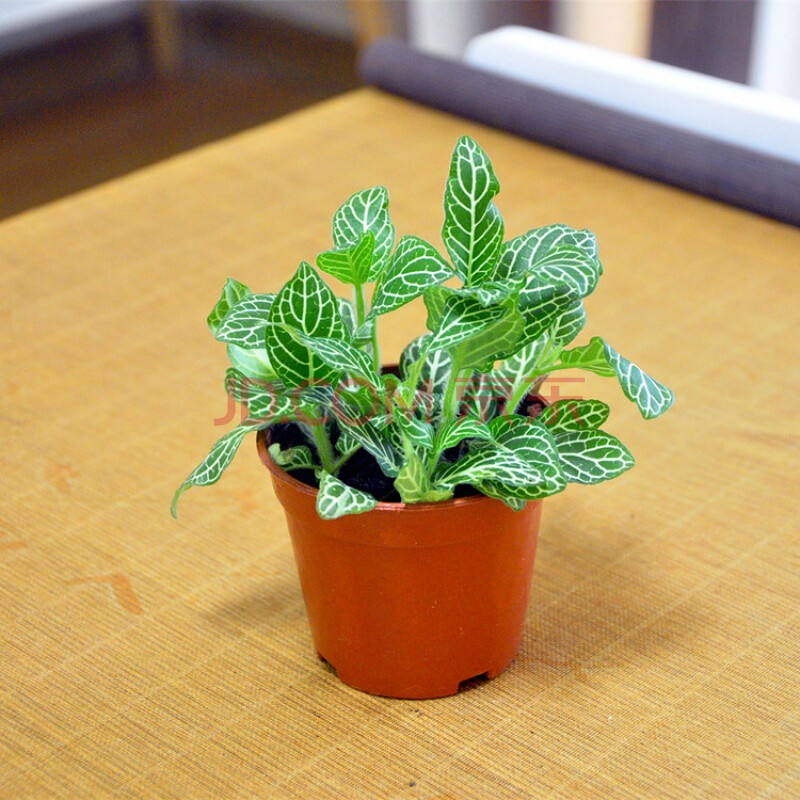 苔藓微景观盆栽桌面办公室意境植物diy材料小盆景 白天使 带盆栽好