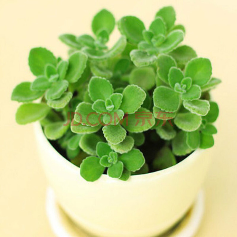 雅卉 香草花卉盆栽 碰碰香盆栽 香味 含盆