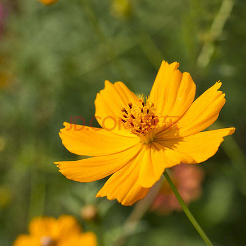 花籽种子套装盆栽种子太阳花牵牛花马齿苋月见草硫华菊天 硫华菊矮杆