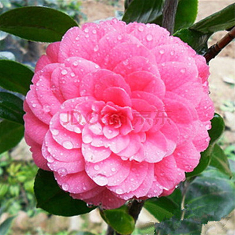 茶花苗 山茶花苗高档盆栽 阳台客厅庭院树苗 多色可选当年开花 玉玲珑