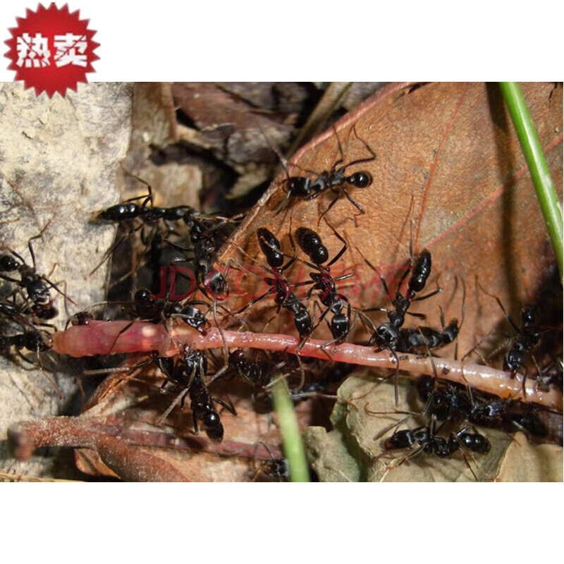 基氏细猛蚁leptogenys kitteli 活体宠物 科普教学实验 1后1000工买前