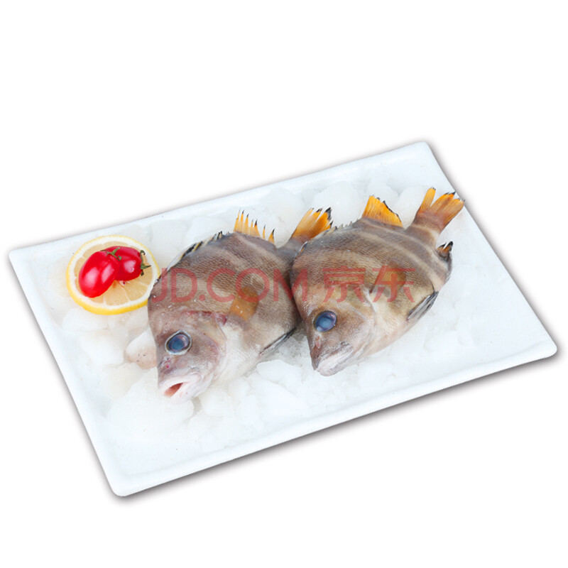 舟鲜生 舟山地道海鲜叶蝉 生鲜 新鲜海鲜源产地渔船直接发货 十六枚