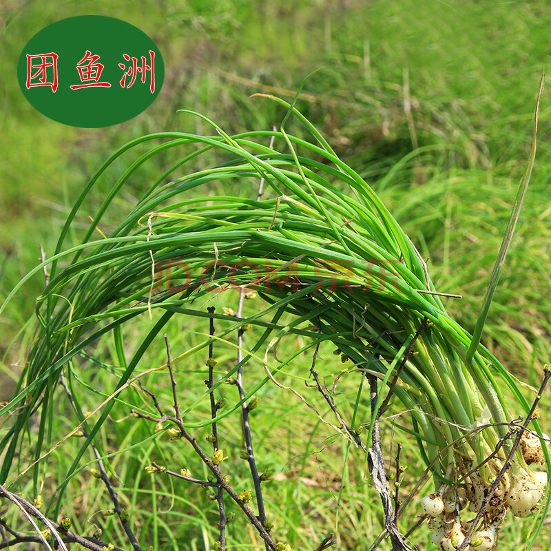 湖北特产现挖野韭菜 野小葱 野山蒜野蒜夏蒜小蒜 沙葱 4斤装包邮