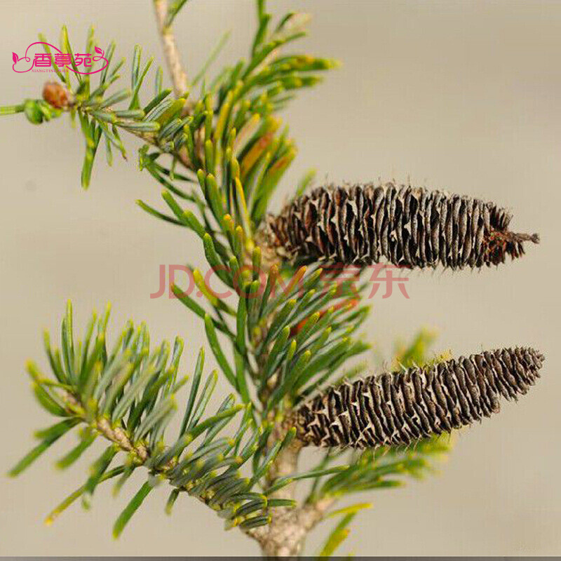 黑松 红松 华山松 冷杉 落叶松 马尾松 湿地松 油松 种子 冷杉种 