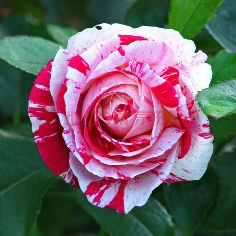 月季花苗四季开花大花绿植物盆栽室内外花卉观花庭院阳台盆栽 绿宝石