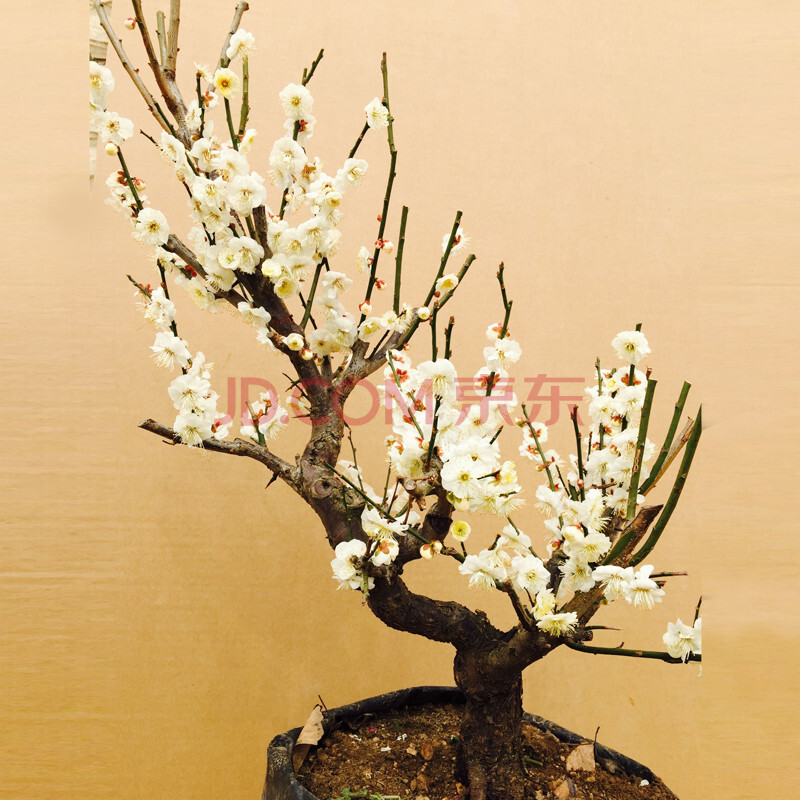 盆景树桩朱砂梅乌梅绿梅腊梅造型树桩室内老桩耐寒盆栽植物 玉蝶白梅