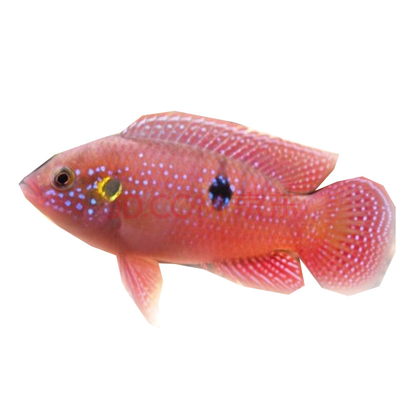 jypet红宝石鱼活体慈鲷鱼南美鲷画眉鲷蓝宝石关刀鱼热带观赏鱼活体