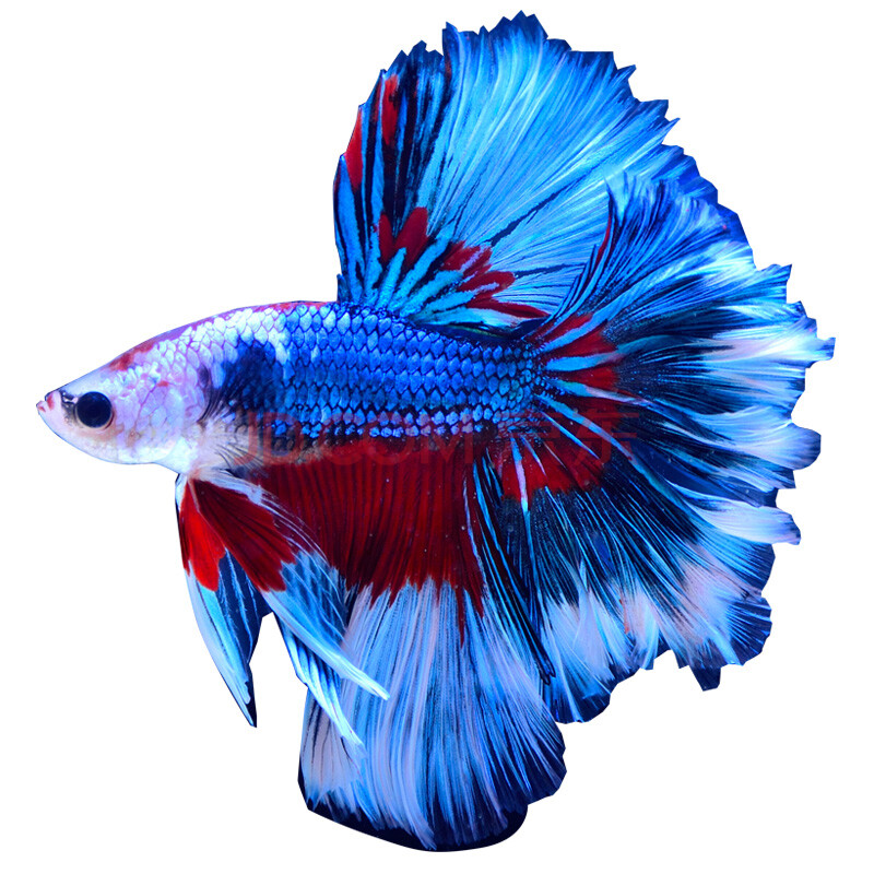 jypet泰国斗鱼活体大斗鱼练手鱼热带鱼观赏鱼活体 鱼缸水族箱家养活体