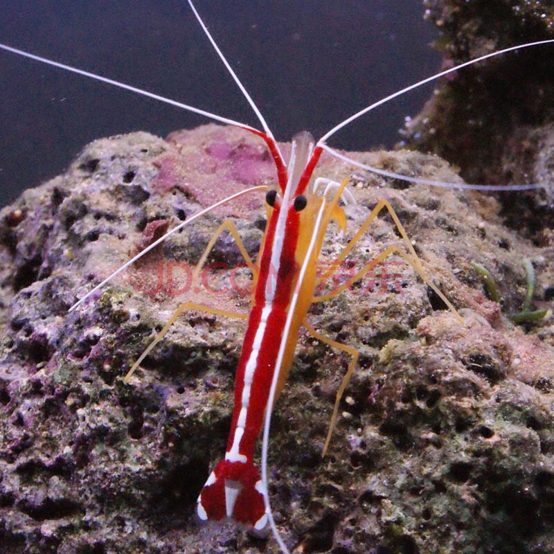 医生虾 活体 进口清洁虾 海水鱼 海水虾 海缸清洁生物吃寄生虫 快递包