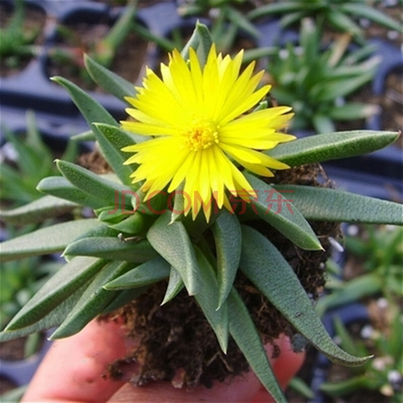 黄 红花照波多肉植物群生办公室内小盆栽盆景 黄花照波多头 裸根不