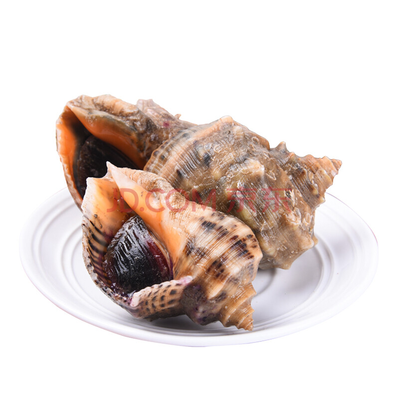 森珍绿业 青岛鲜活 大海螺 苦螺 1000g 10-20个 袋装