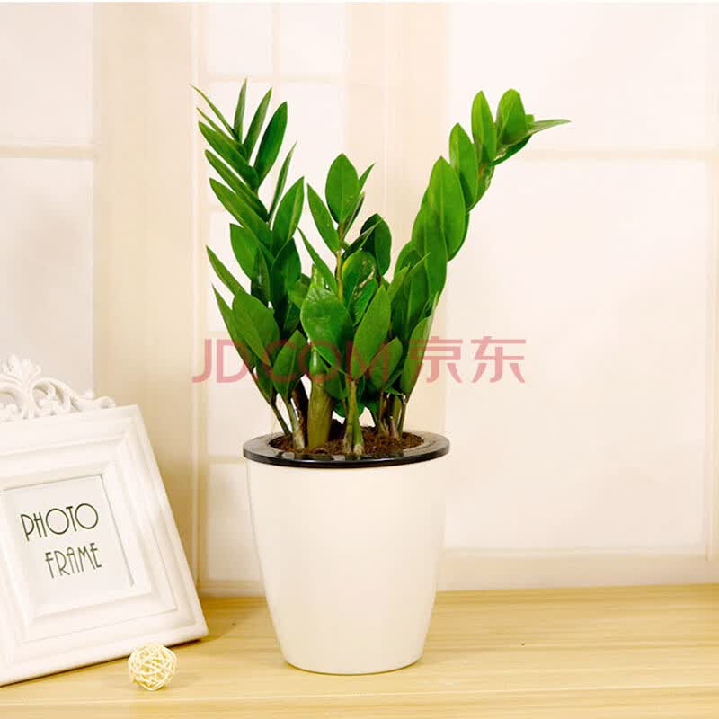 白掌花卉绿植懒人盆栽植物室内盆栽植物水培植物花卉 金钱树 懒人花盆