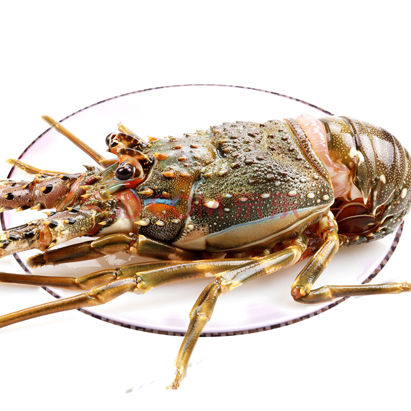 【活鲜】 渔传播 越南进口鲜活小青龙虾 300g 2只 盒装