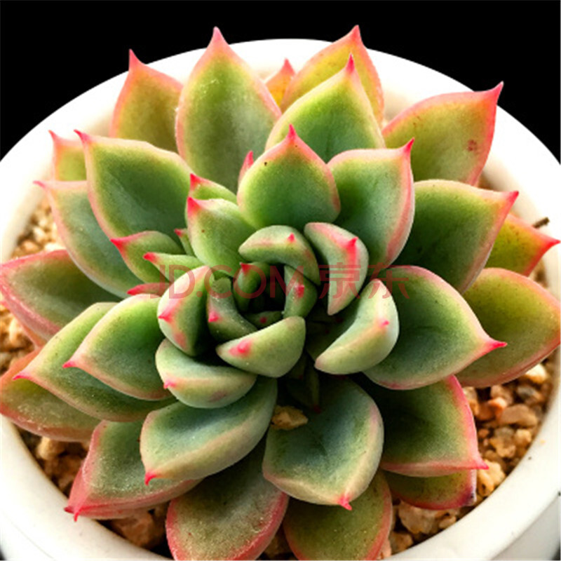 花无痕 多肉植物套装24款入门肉肉多肉植物 室内绿植花卉 多肉盆栽