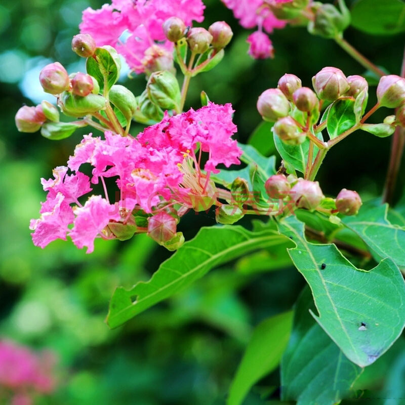 牵挂园艺 直销绿化苗木 景观树 红花紫薇 红火箭紫薇 百日红 紫薇