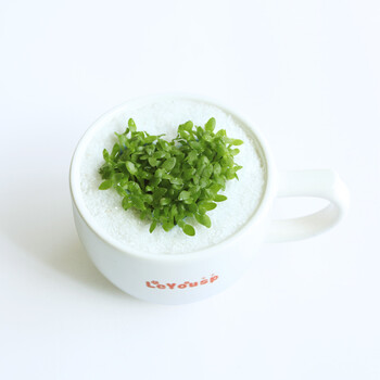 乐艺 杯秀巴士爱意咖啡草绿植 爱心款