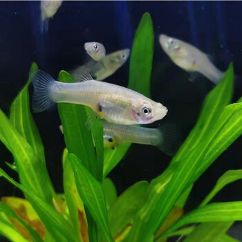 食蚊鱼大肚鱼繁殖麦穗鱼冷水淡水宠物喂乌龟饲料鱼吃蚊子幼虫鱼苗 1.