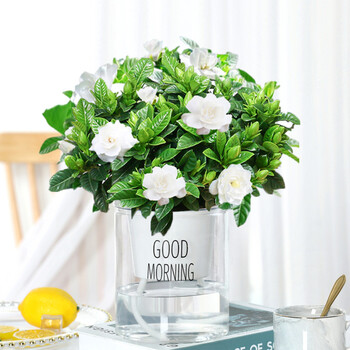 栀子花盆栽带花苞易活水培植物绿植室内花卉大全树苗多肉四季开花1 栀子花 早安盆 营养液带盆栽好 图片价格品牌报价 京东