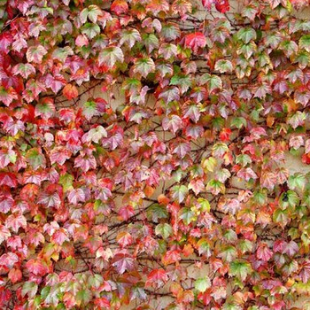 爬墙虎花卉 爬山虎苗 攀援观叶植物 三叶地锦四季易种 红三叶爬山虎 5