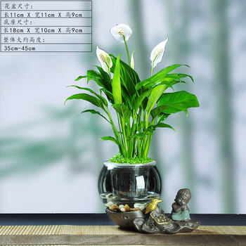 哼嘟 Humdu 白掌盆栽植物室内客厅水养一帆风顺桌面净化空气玻璃花瓶水培花卉喜迎禅意 水培白掌带盆栽好 图片价格品牌报价 京东