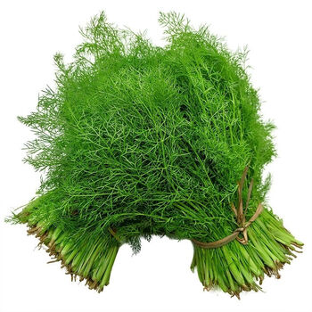 小茴香菜新鲜 现割茴香苗菜回香菜 荤香山东河北农家特产蔬菜带根