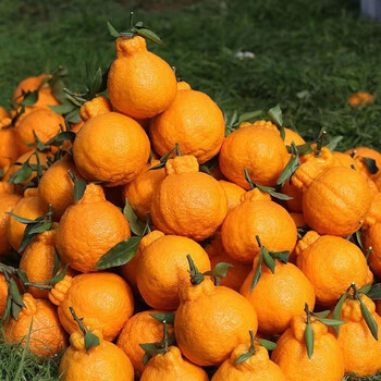 鹿唛当季正宗春见耙耙柑橘子新鲜装整箱送礼当季丑八怪柑橘耙耙桔子