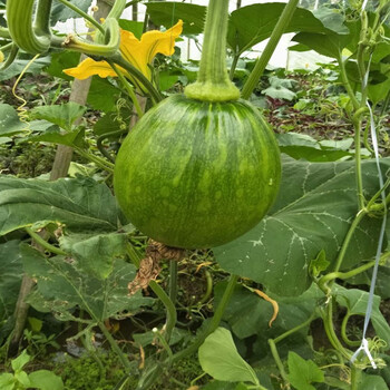 果然有美云南现摘嫩南瓜 小南瓜新鲜 绿皮圆西葫芦 现摘蔬菜 1斤精选