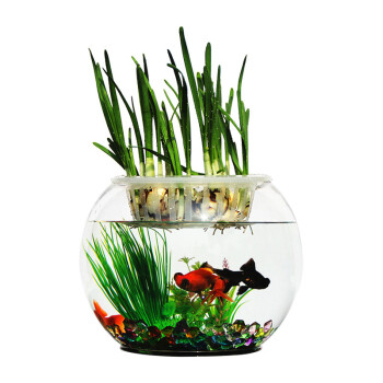 打造完美水族世界,选择鱼水济圆形玻璃鱼缸20cm