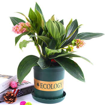 珍珠宝莲灯花盆栽垂吊灯笼花植物室内花卉带花苞花苗珍珠宝莲灯0 5加仑 图片价格品牌报价 京东