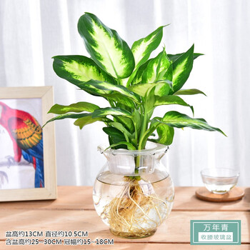 水培植物绿萝栀子花卉盆栽富贵竹水养小绿植盆景九里香室内好养万年青 水培收腰玻璃盆 图片价格品牌报价 京东