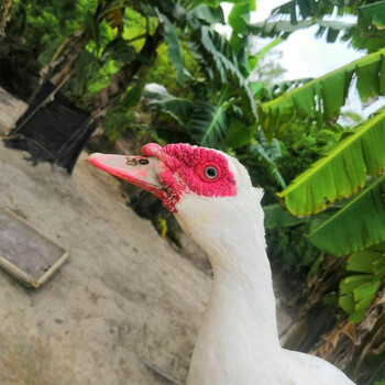 【闽南黄皮老鸭】农家散养正番鸭老鸭子肉整只三年红嘴鸭现杀土鸭  君