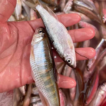 优质马口鱼可食用桃花鱼溪哥冷水鱼原生鱼可观赏放鱼塘水库 2-3厘米30