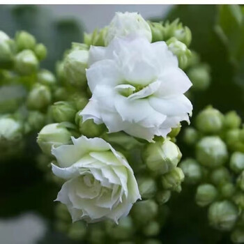 中梦  长寿花重瓣大花鲜花家用家养花卉室内 白雪公主 含原盆