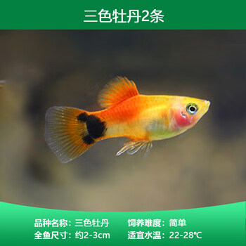 鱼皮球鱼红箭红玛丽米奇牡丹红白剑除油膜鱼胎生鱼热带观赏鱼三色牡丹2条 图片价格品牌报价 京东