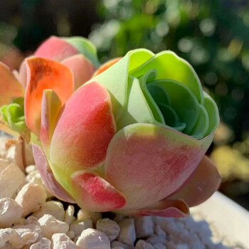 山地玫瑰粉耶罗/粉色酒杯木质桩/新手多肉植物室内阳台 酒杯玫瑰大单