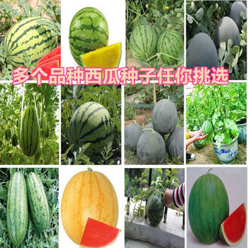 西瓜种子红心西瓜花皮西瓜8424黄心瓤西瓜大西瓜蔬菜水果种子小西瓜种子30粒 包 图片价格品牌报价 京东 西瓜种子红心西瓜花皮西瓜8424黄心瓤西瓜大西瓜蔬菜水果种子小西瓜种子30粒 包 图片价格品牌报价 京东