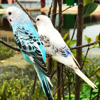 鸟中大型鸟鹦鹉鸡冠鹦鹉手玩鸟活体鹦鹉 白云斑 天蓝云斑(可学说话)