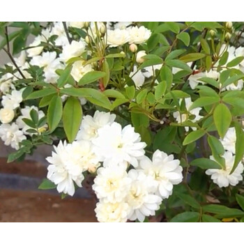 爬藤植物蔷薇攀爬花卉白木香花苗1020厘米高买5带1不含盆