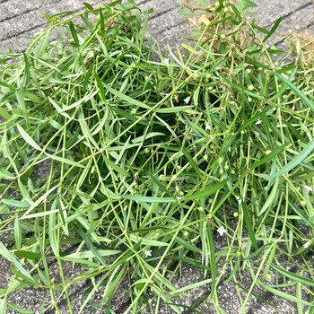 农家新鲜白花蛇舌草百花蛇舌草中草蛇总管生鲜品500克