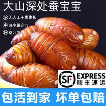 印禾年柞蚕蛹鲜活发货东北特产 新鲜茧蛹特级大黄蚕蛹黑蝉蛹活A级500g 精选小黄蚕蛹3-4cm