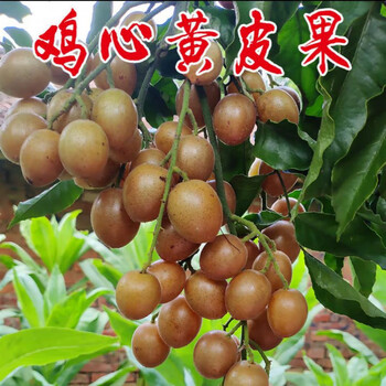 广东黄皮果鸡心果冰糖黄皮酸甜孕妇当季水果2022顺丰 精品3斤装