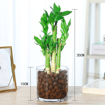 水培植物荷花竹水养盆栽室内花卉绿植文昌竹风水富贵竹净化空气好荷花竹 B款玻璃吸水盆 水土混荷花竹 G款10cm玻璃八角盆 水 培陶粒 图片价格品牌报价 京东 水培植物荷花竹水养盆栽室内花卉绿植文昌竹风水富贵竹净化空气好荷花竹 B款玻璃吸水盆 水土混荷花竹 G款10cm玻璃八角盆 水 培陶粒 图片价格品牌报价 京东