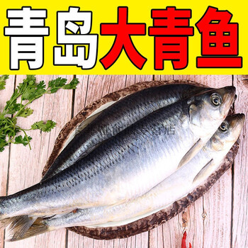 净重无冰青岛大青鱼批发冰鲜海捕冷冻深海鱼类水产青岛大青鱼无冰拒绝