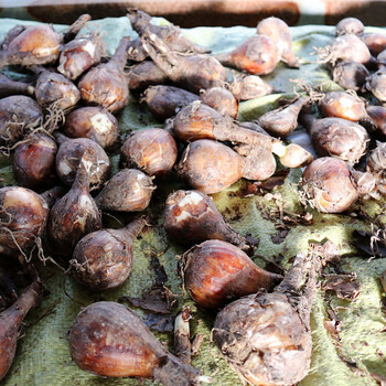 彼岸花种球盆栽三颗大小球花庭院石蒜球根花卉种子四季种植