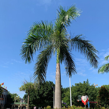 大王椰子树大王椰树苗别墅庭院风景树不掉叶门前绿化树四季常青 地径